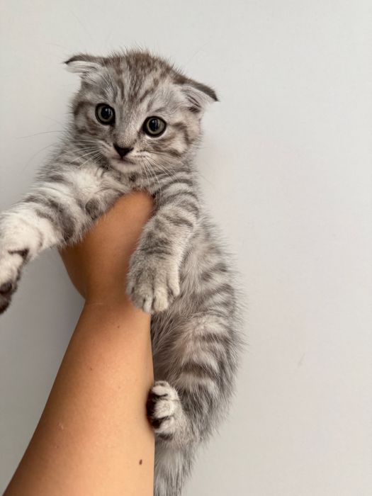 СРОЧНО! Продается шотландский вислоухий мальчик