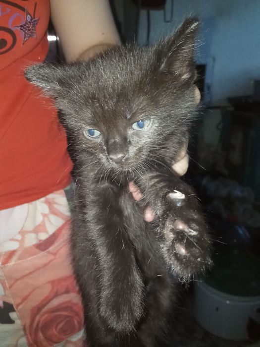 Отдам котят в добрые руки