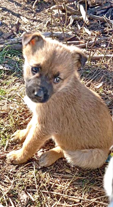 Подарявам кученца