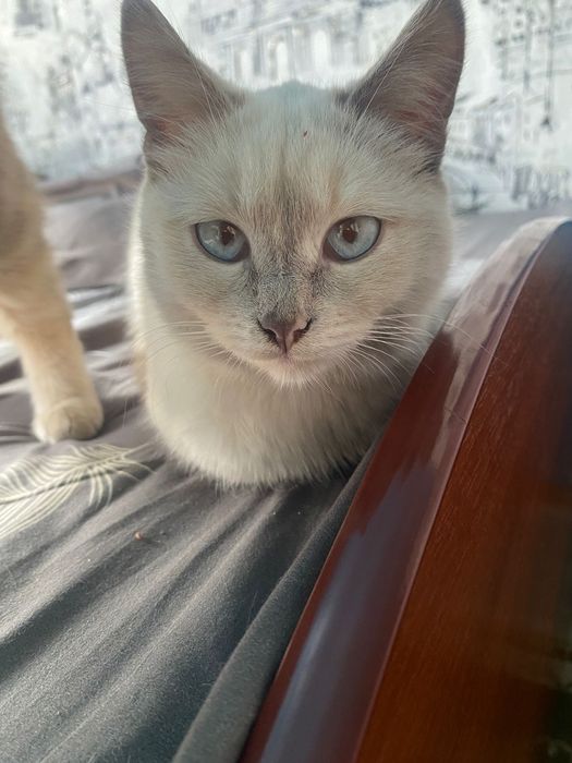 Отдам в добрые руки