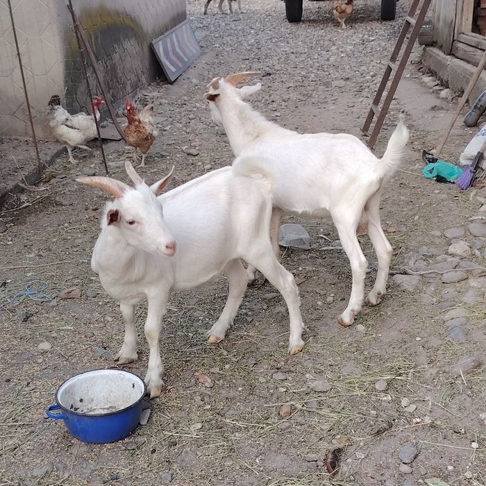 Iezi țapisori Saanen - 6 luni