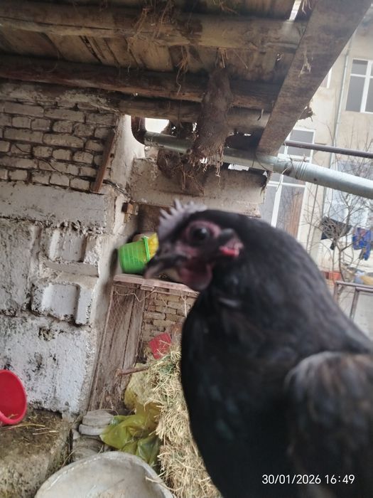 Qora shag'zoda sotiladi narxi 200000 ming