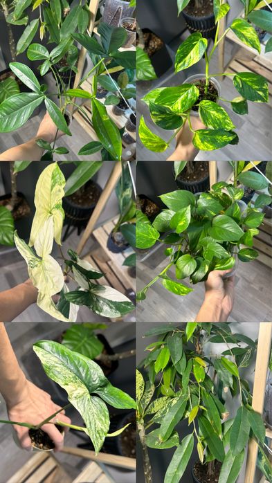 Редкие комнатные растения