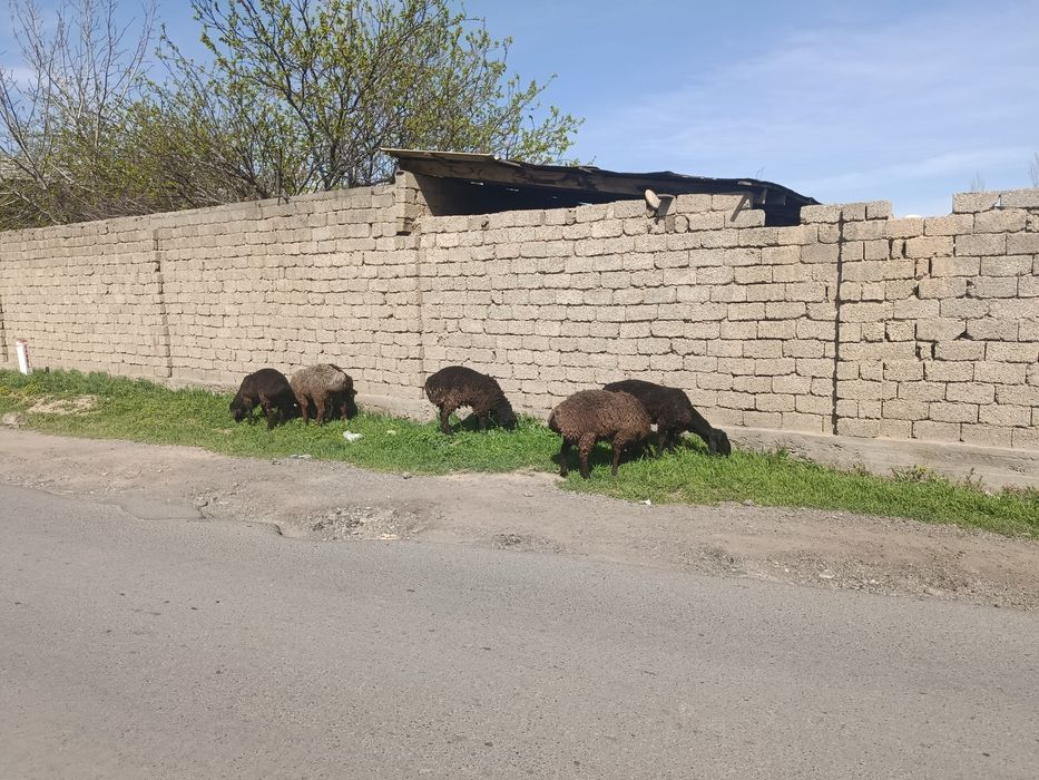 Qochqorlar sotiladi boqma qurbon hayitga boqsa