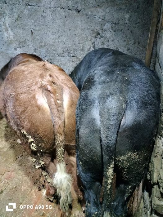 Бычки на откорме