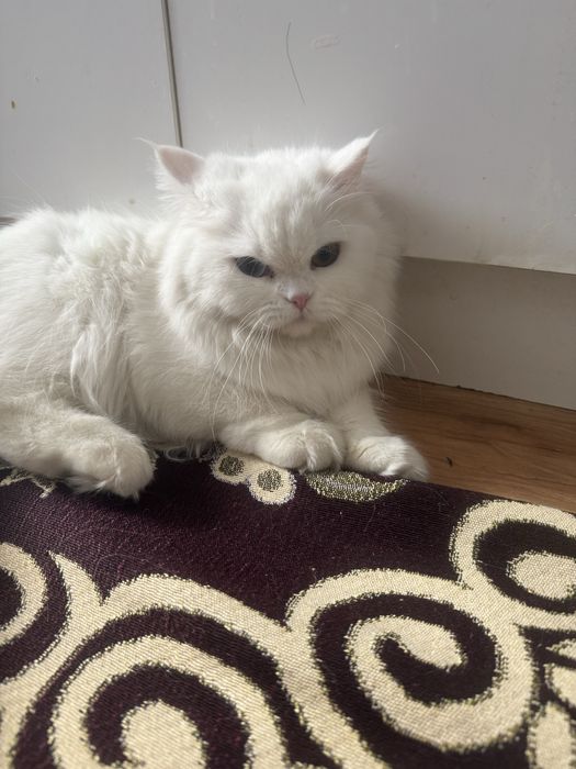 Отдам хороши рук