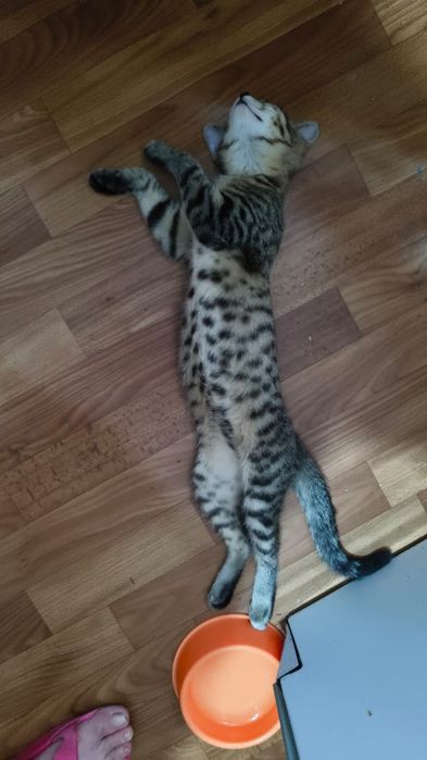 Отдам котёнка, девочку