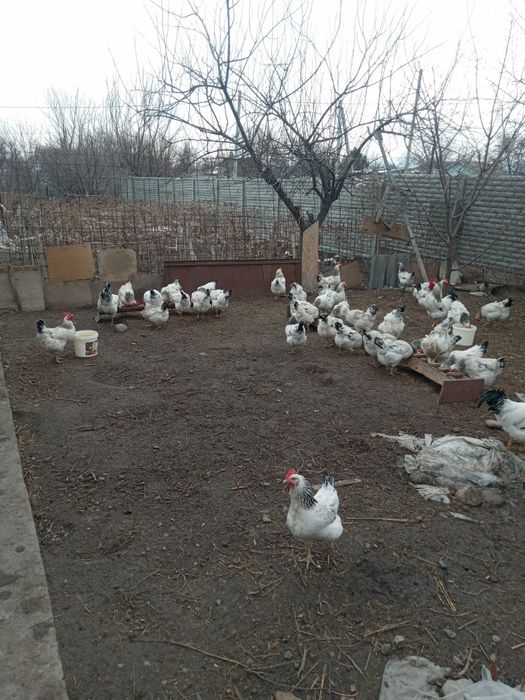 Продам яйца для инкубатора