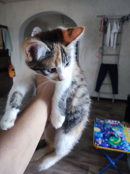 Котята девочки 5 шт