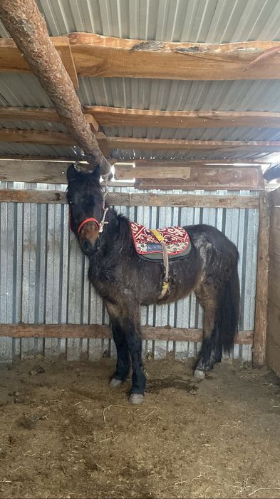 Құнан сатылады мінгі жуас