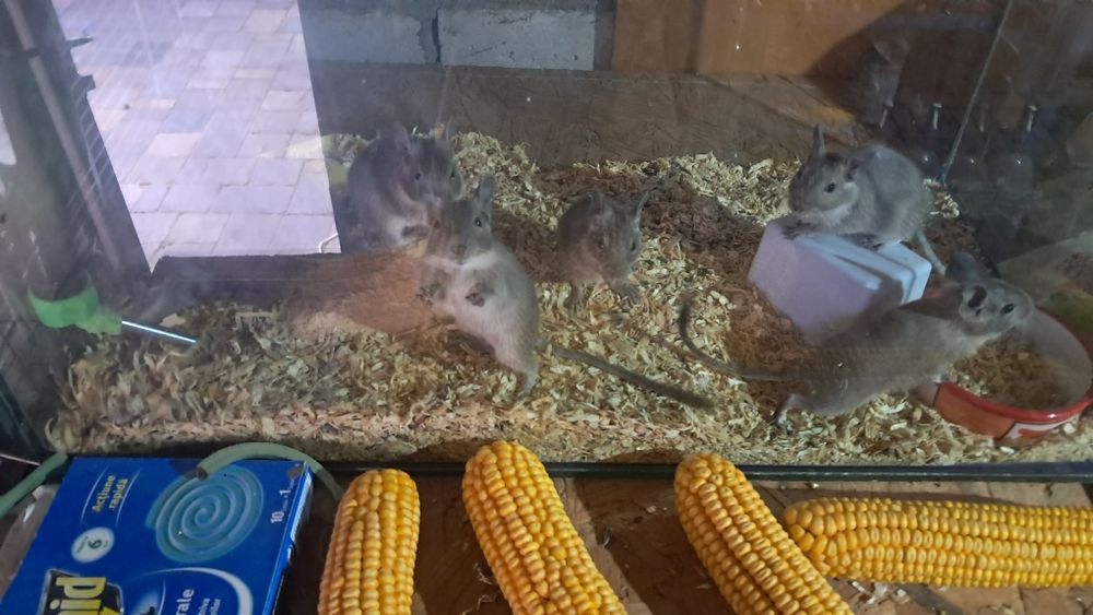 Veverite degu pui
