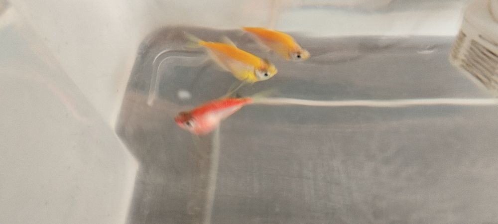 Продаются аквариумные рыбки и улитки!