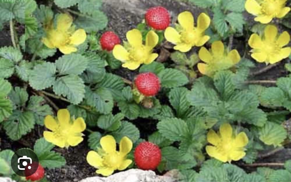 Индийская лопчатка ( Дюшения)