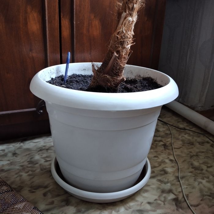 Цветы комнатные в горшках.