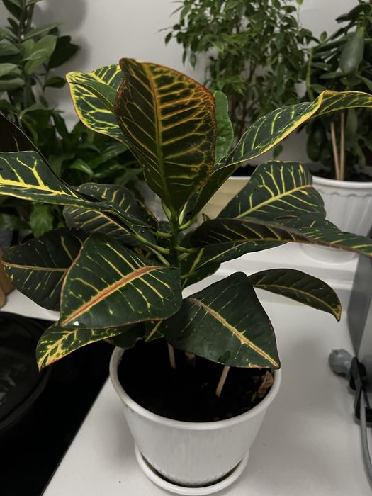 Продам комнатный цветок Кротон