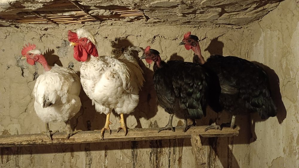 Екі мысық сыйлыққа.