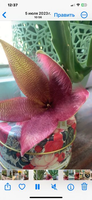 Цветок домашний Стапелия