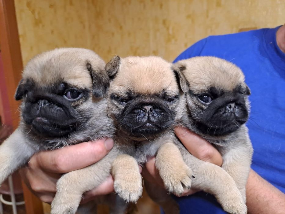 Продам щенков Мопса.