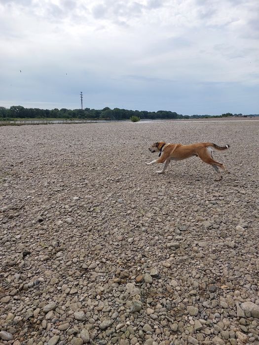 Молодой алабай для вязки