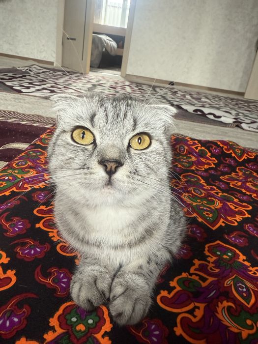 Продам шотландскую вислоухую кошку