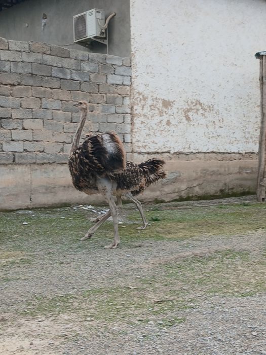 Страусы. Туякуш жужалари