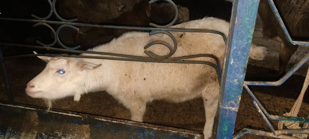 Echki sotiladi sog'lom