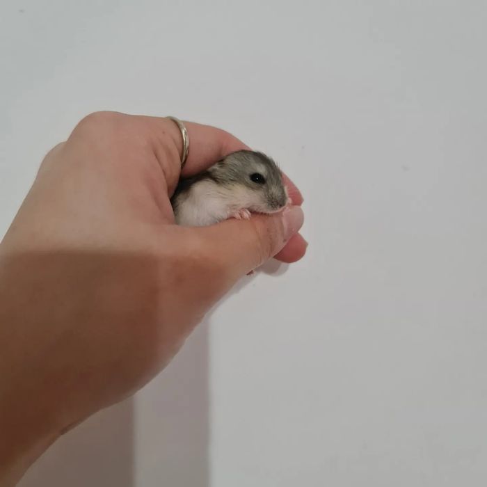 Джунгарики 1 месяц