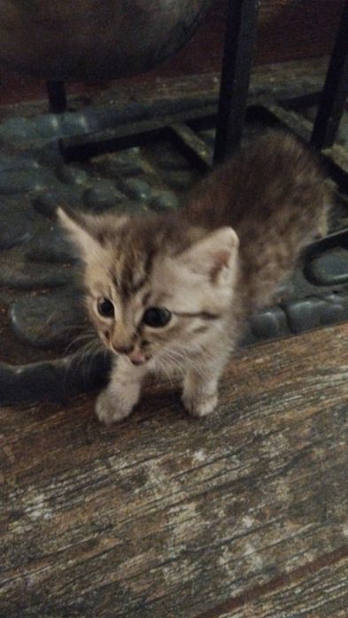 Котята  3месяца , крысоловыв добрые руки