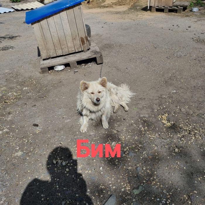 Собака ищет дом. Будка в подарок