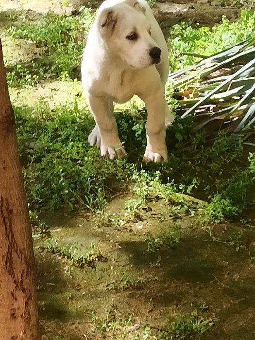 Шенок Алабая чистокровный