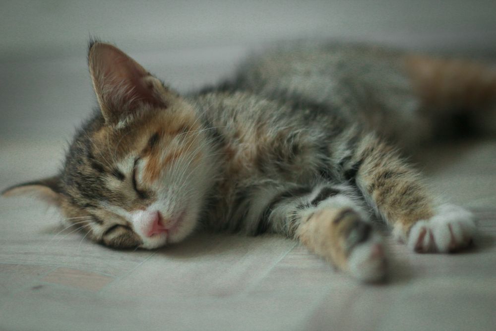 Котенок в добрые руки