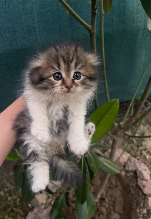 Мамины вислоушки! Котята-метисы от Scottish Fold