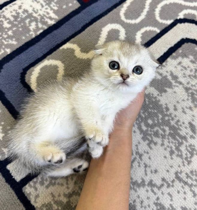 котенок серебристый шиншилла