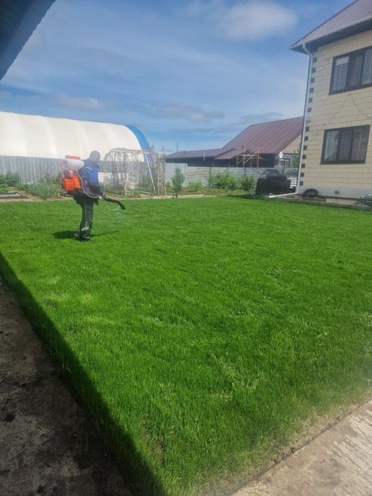 Озеленение газон ель