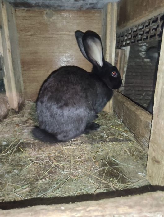 Продам крольчат Великана