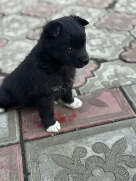 Щенок в добрые руки.