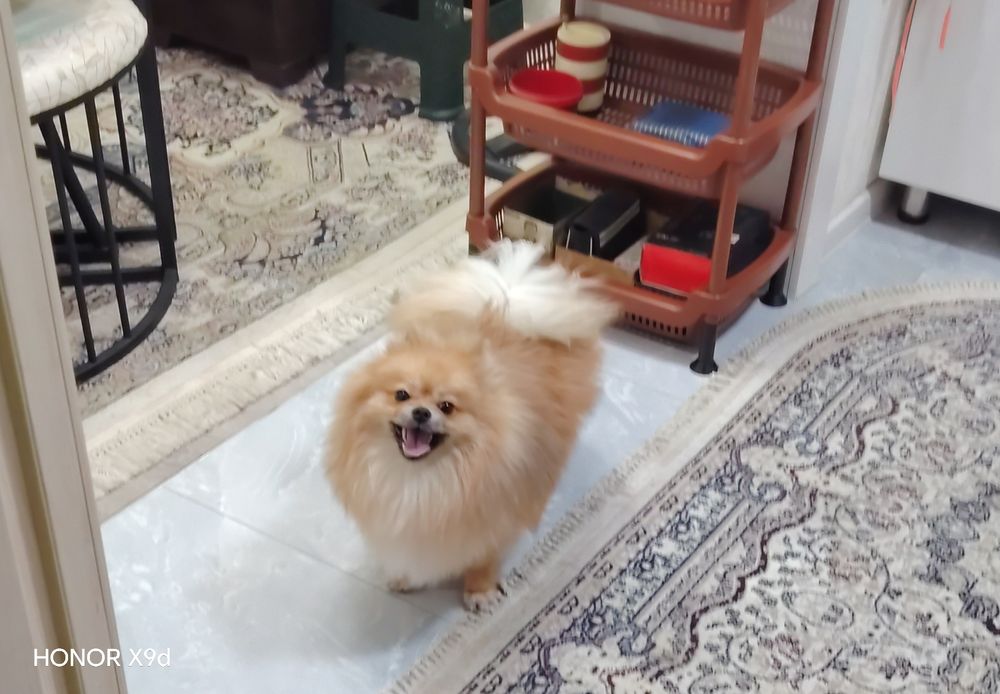 Продам померанского шпица