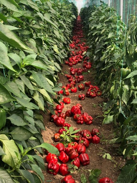 Rasaduri de ardei gras rosu Aktor F1