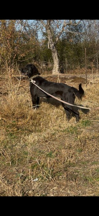 Собака алабай продает 11 ай