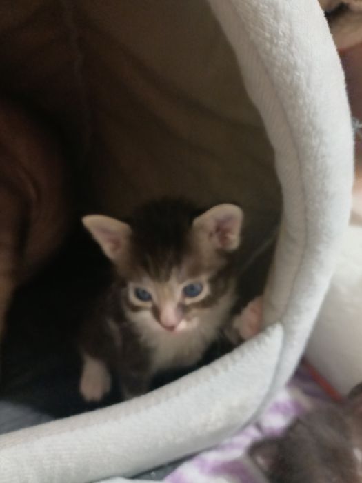 Катята канадский  сфинкс  браш