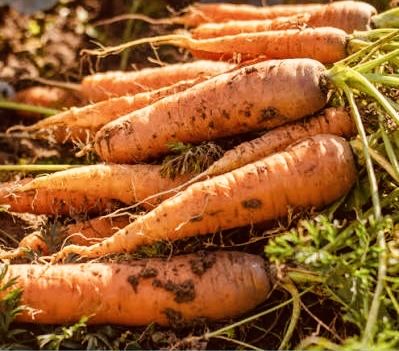 Морковь с фермы с бесплатной доставкой по Астане