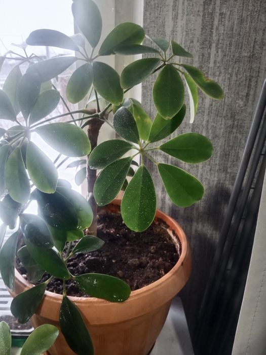 Обмен домашними цветами.