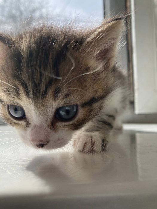 Отдам котят в добрые руки