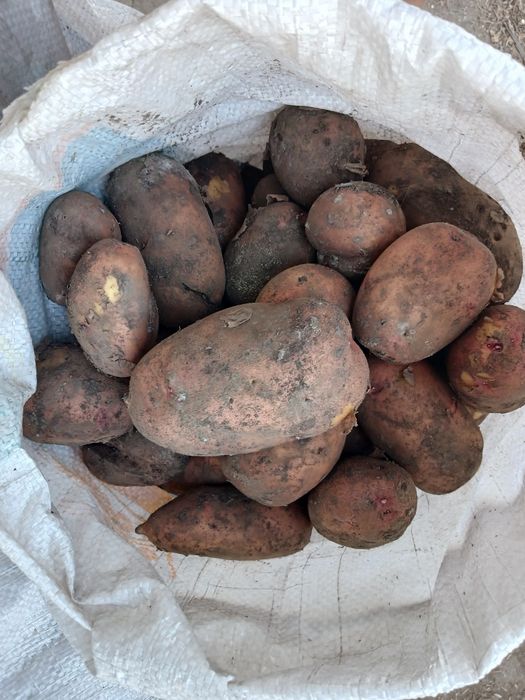 Продам картофель едовой