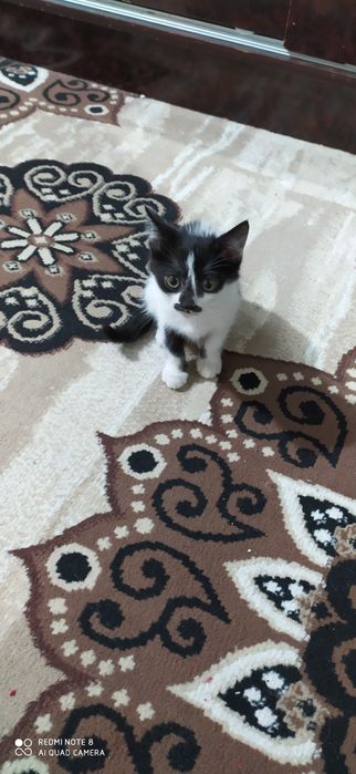 Котенок в добрые руки