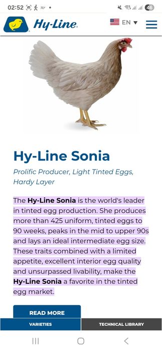 Хай-лайн Сертухум Макён жужалари. Цыплята Курочки несушки.