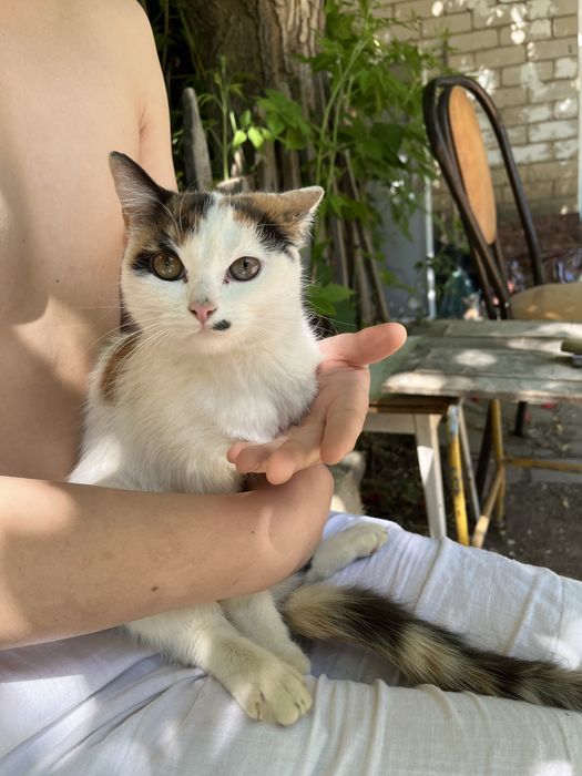 Отдам котят в добрые руки