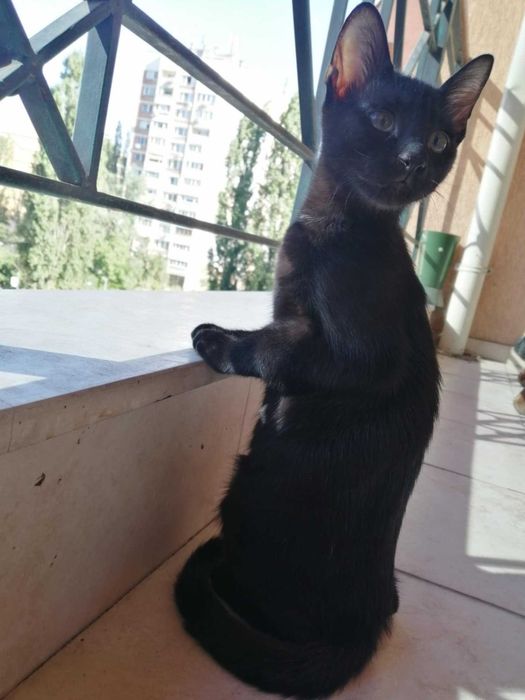 Три котета търсят дом