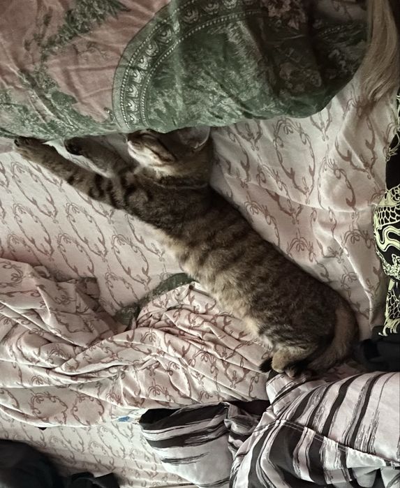 Кошка кошечка отдаю