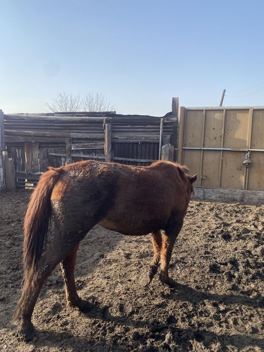 Бие мен тайлар откормда